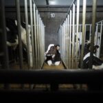 elevage-denkavit-montreuil-bellay-veaux