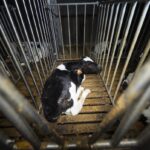 elevage-intensif-veau-cage-barreaux-sol-beton