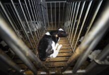 Enquête L214 : grave maltraitance chez le n°2 du veau français