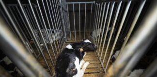 Enquête L214 : grave maltraitance chez le n°2 du veau français