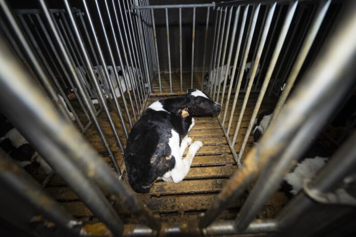 Enquête L214 : grave maltraitance chez le n°2 du veau français