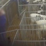 veau-coups-employe-denkavit