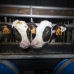 veaux-interaction-cages-denkavit