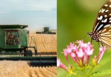 Etude : l’agriculture intensive vide le monde des insectes