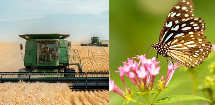 Etude : l’agriculture intensive vide le monde des insectes