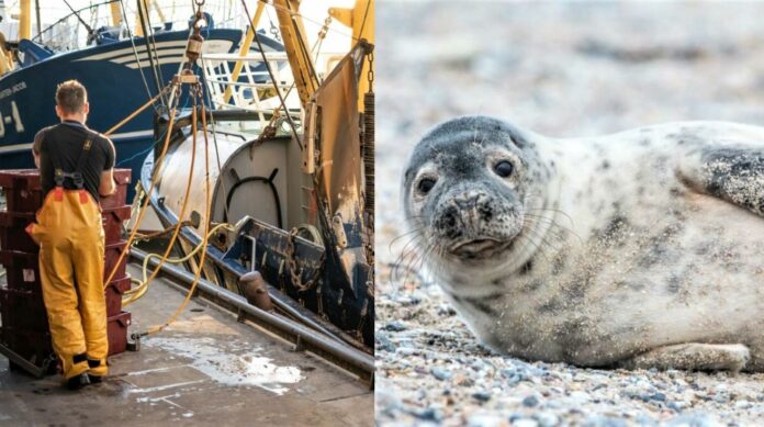 En Angleterre, des pêcheurs s’acharnent contre les phoques