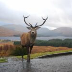 Rannoch Lande