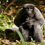 singe-laineux-1-1024×681