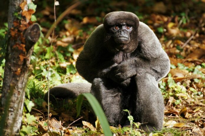 L’Équateur étend les droits de la Nature aux animaux sauvages