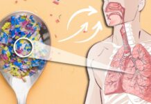 Étude : de nombreux microplastiques retrouvés dans les poumons humains