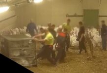 Des dindons entassés à coups de pied. La nouvelle enquête L214 glace le sang.