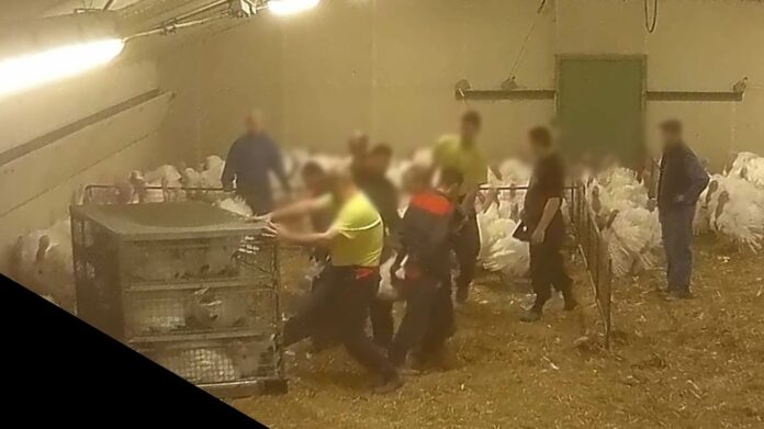 Des dindons entassés à coups de pied. La nouvelle enquête L214 glace le sang.