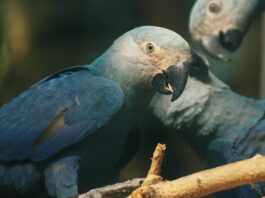 Des pièges « cruels » à oiseaux bientôt légalisés avec l'aval de