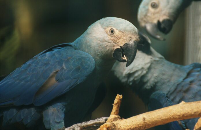 Biodiversité : des solutions pour lutter contre son extinction