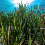 Posidonia australis – Flickr