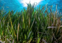 La plus grande plante du monde observée au large de l’Australie