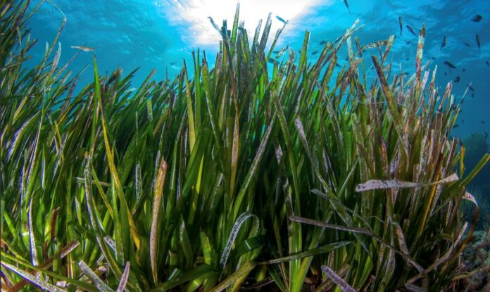 La plus grande plante du monde observée au large de l’Australie