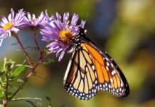 Quelles solutions pour sauver les papillons ?