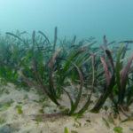 Posidonia australis
