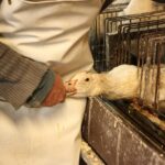 2560px-26-gavage-foie-gras-