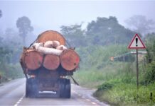 Rasées, industrialisées, privatisées : les forêts en danger