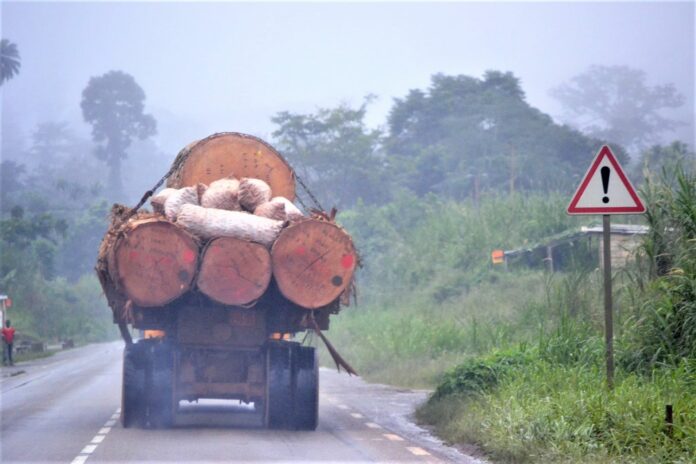 Rasées, industrialisées, privatisées : les forêts en danger