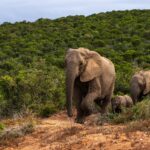 Elephant de forêt d&rsquo;Afrique – Pixabay