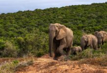 Les éléphants agissent contre le dérèglement climatique