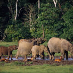 Elephants de forêt d&rsquo;Afrique 1 – Flickr