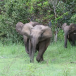 Elephants de forêt d&rsquo;Afrique – Flickr