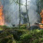 forest-fire-gc04b3e402_1280