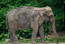 L’éléphante Happy n’est toujours pas libérée