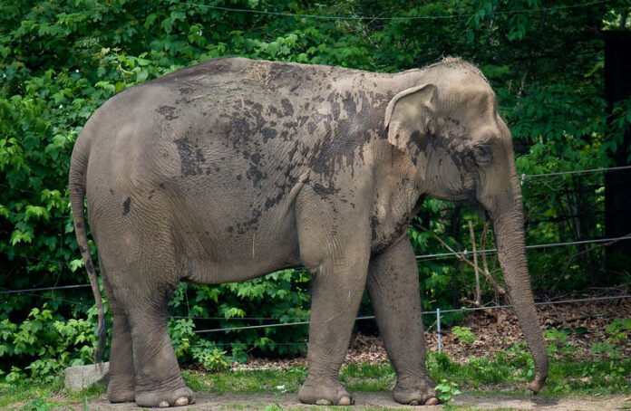 L’éléphante Happy n’est toujours pas libérée