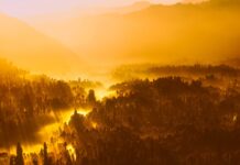 Tribune : « Nos forêts sont en détresse »