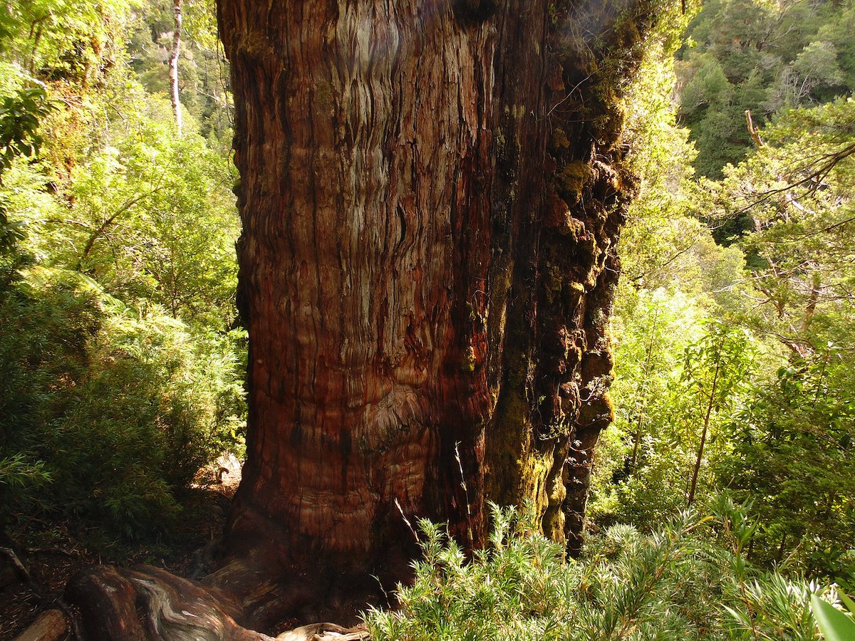 Découverte : l'arbre le plus vieux du monde aurait 5 848 ans