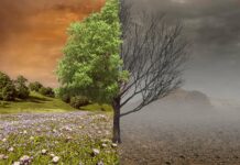 Comment le libéralisme et son monde dévorent les forêts