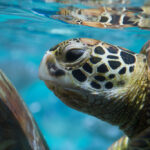 6201199411_7fb63a5a7c_b