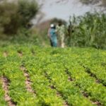 légumineuses arachide niébé senegal