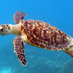 tortueimbriquee-usfishandwildlifeservice2011ccsa20