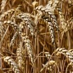 wheat-3524861_1280