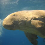 1280px-Dugong_marsa_alam_egypt_2011