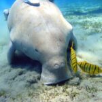 Dugong_Marsa_Alam (1)