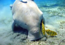 Les activités humaines mettent en péril le dugong