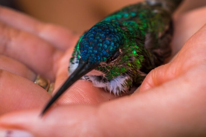 La moitié des espèces d’oiseaux est en déclin dans le monde