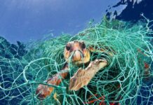 Le désastre des filets de pêche perdus en mer