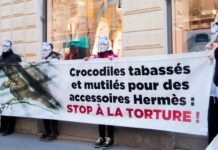 Crocodiles : massacrés par le luxe pour quelques riches