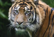 Victoire : Le nombre de tigres sauvages au Népal a triplé en 10 ans