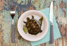 Les tortues marines : menacées par les délires du luxe