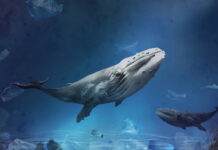 Le plastique avalé chaque jour par les baleines est à peine croyable