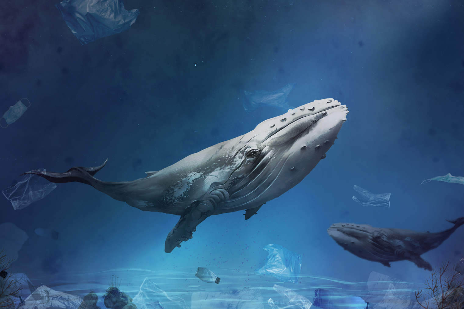 Le plastique avalé chaque jour par les baleines est à peine croyable